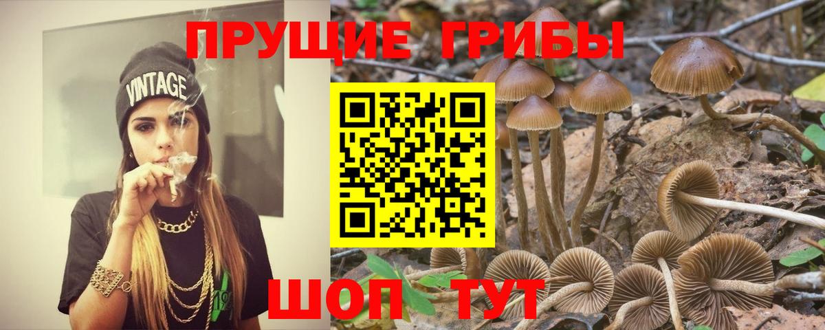 Псилоцибиновые грибы Psilocybe Пушкино